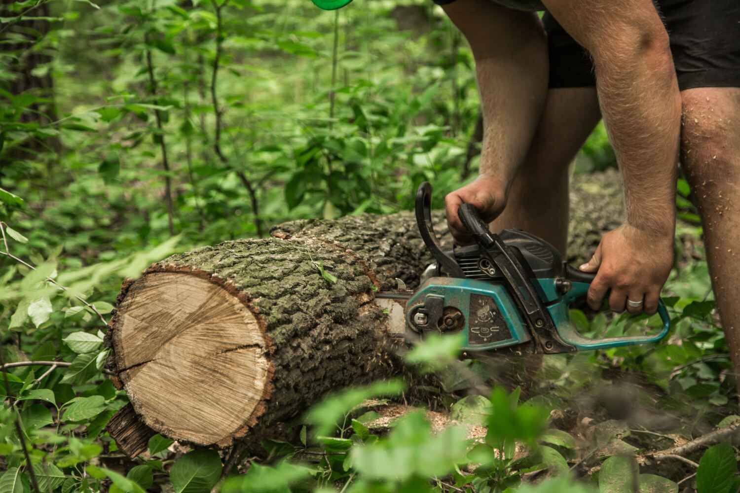 Best Dead Tree Removal  in Sparta, MO